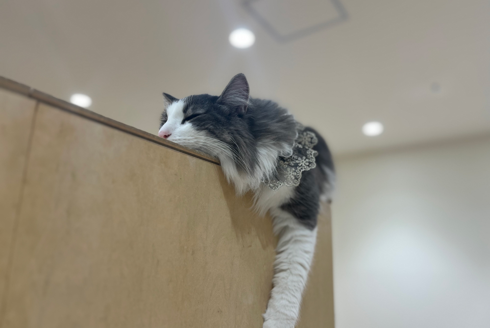 ネコとのふれあい。もふもふ。